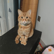 皎皎空中孤月轮