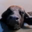 WaterBuffalo