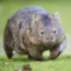 40 km/h Wombat