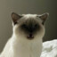 abby