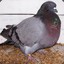 Pigeon