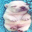 pibble