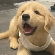 福尔摩斯的腿毛