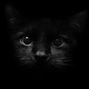 sh3ld67 avatar