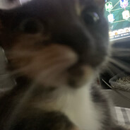 FOSTER