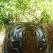 尾随皮脸被发现后惨遭大调查学历