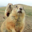 MF Prairie Dog