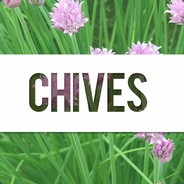 Chives