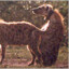 logdog(логдог)