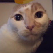 Momo-P