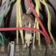 Eulogy of an Electrocuted Rat