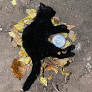 爱情只不过是骗人的一