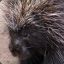 Porcupine