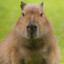 Capybara