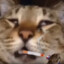 Potpevasnek7777