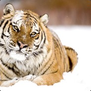 ШаповалДевочка