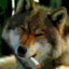 Very Stoned Wolf