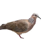 Turtledove