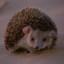 Desert Igel