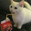 milk cat :-)