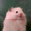 猴哈包626