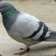 El Pigeon