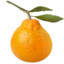 satsuma