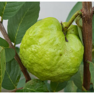 จ๋าฝรั่ง