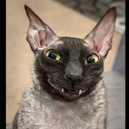 bambaleylo_shakataka