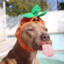 Scooby Coo, mira mansa!