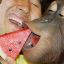 Man feeds monkey watermelon