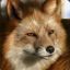 WereFox
