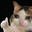 [PDRG] twitchbrox_
