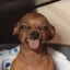 Chihuahua Boy