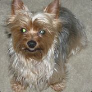 Player Avatar
