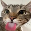 am un cat cu limba scoasa in pfp