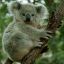 Koala erecto