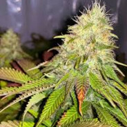 Indica ✡ - steam id 76561199248314202