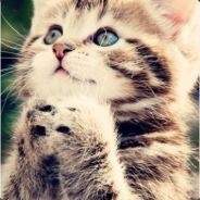 _好奇害死猫[CN]