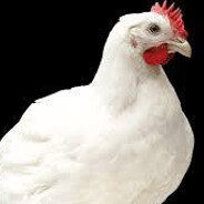 Compl1cado