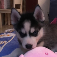 渣男也会掉眼泪