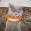 Bagel_Cat1