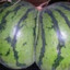[WompFruit] Watermelon