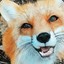 a fox.