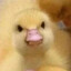 Jenducky