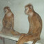 fourty kilogram ginger monkey
