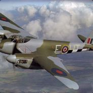 Mosquito avatar