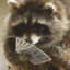 fortune racoon