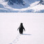 Nihilist Penguin