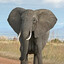 Elephant Gaming